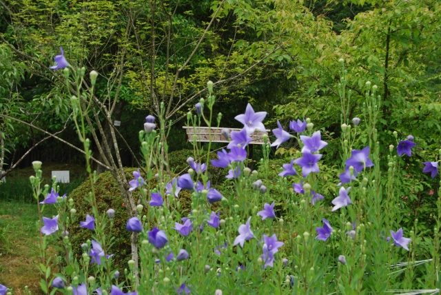 秋の七草は何のために選ばれたの 順番にも意味があるの 覚え方も トレンドnews大好き主婦のひとりこと